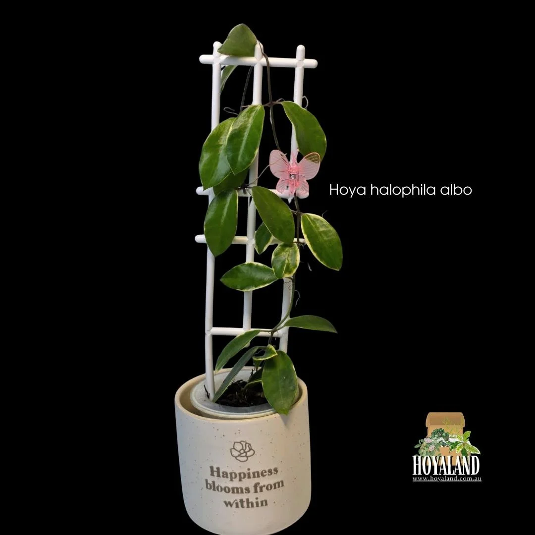 Hoya lacunosa pomelo | Buy Rare Plants Australia | Hoyaland